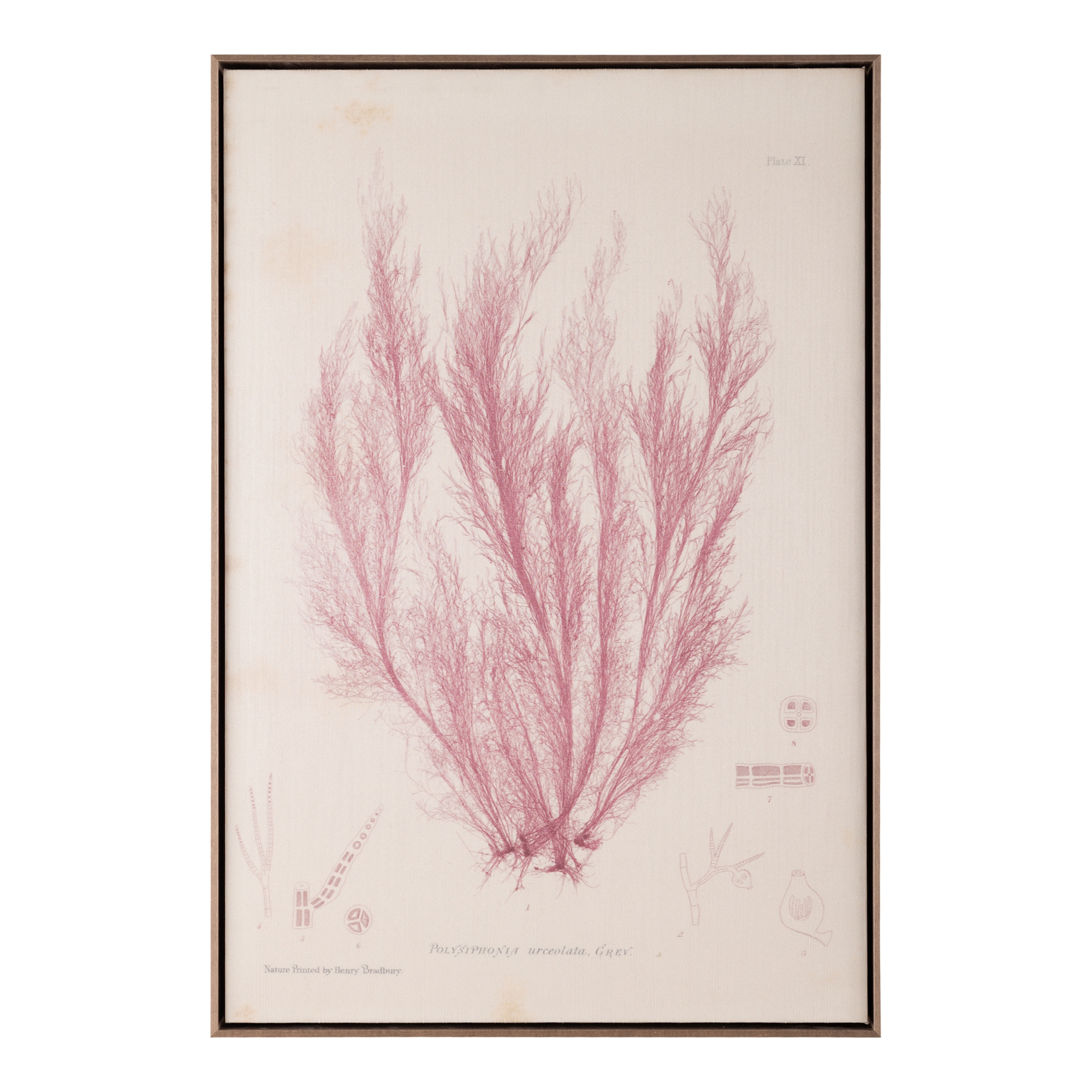 Henry Bradbury's Ocean Gardens: Polysiphonia