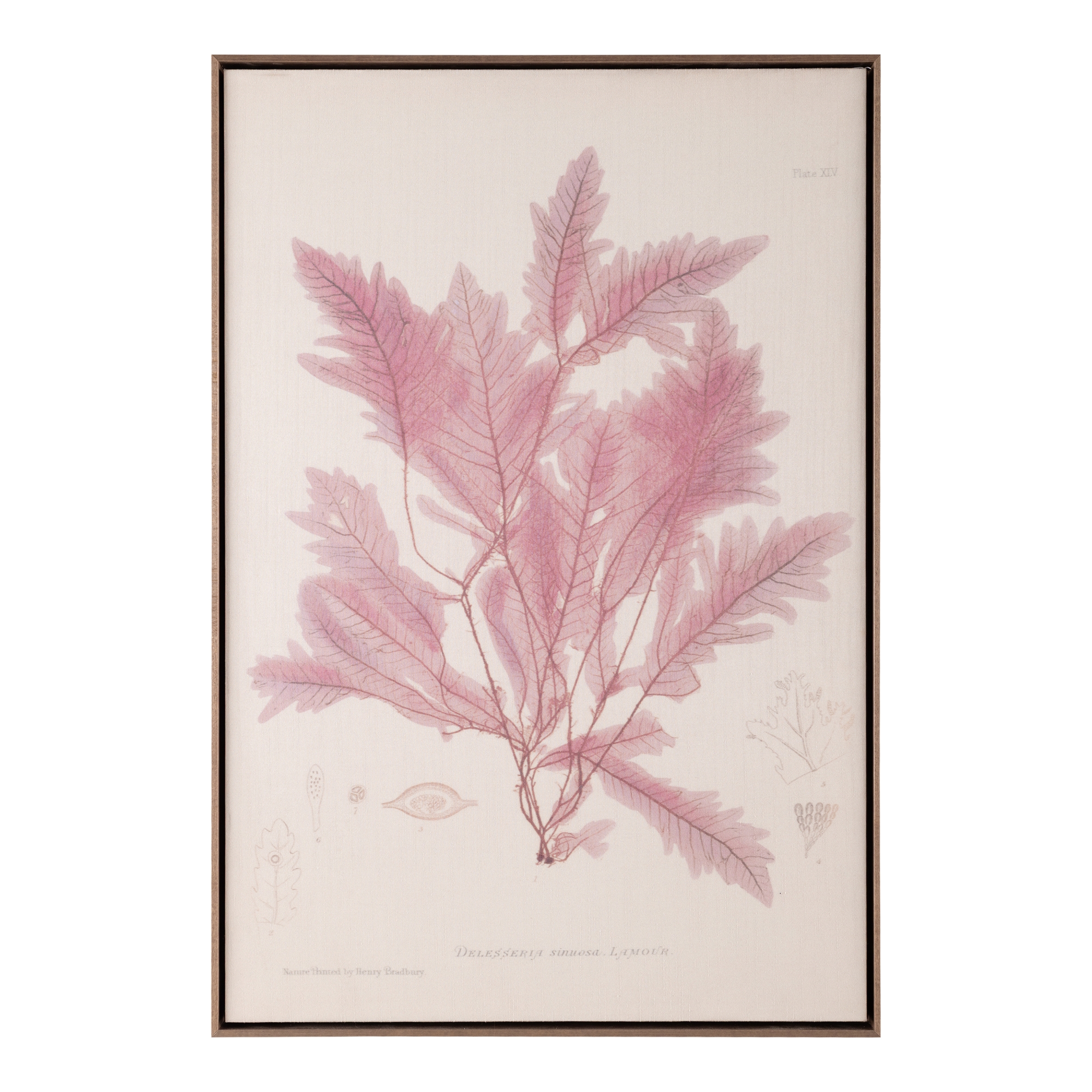 Henry Bradbury's Ocean Gardens: Delesseria