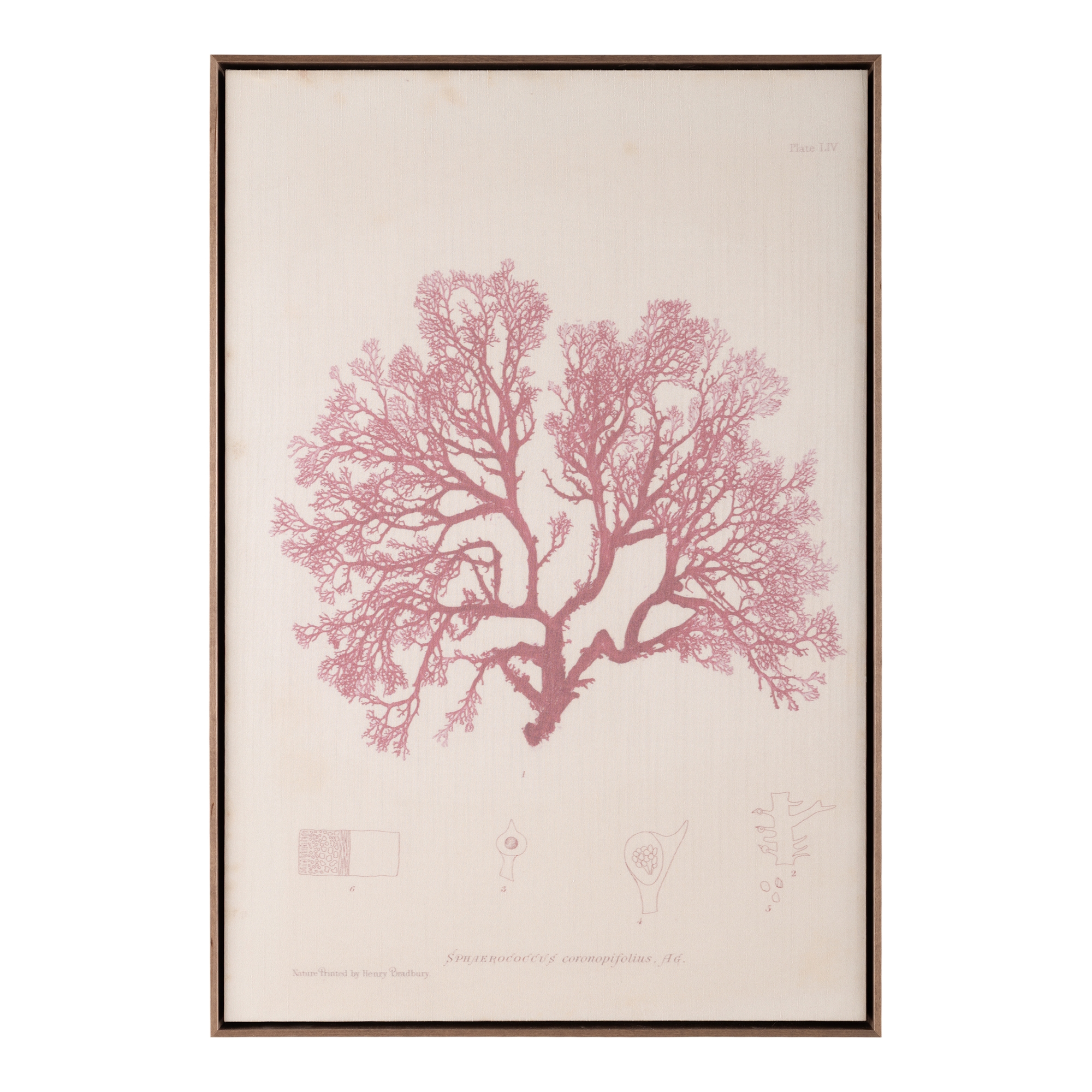 Henry Bradbury's Ocean Gardens: Sphaerococcus