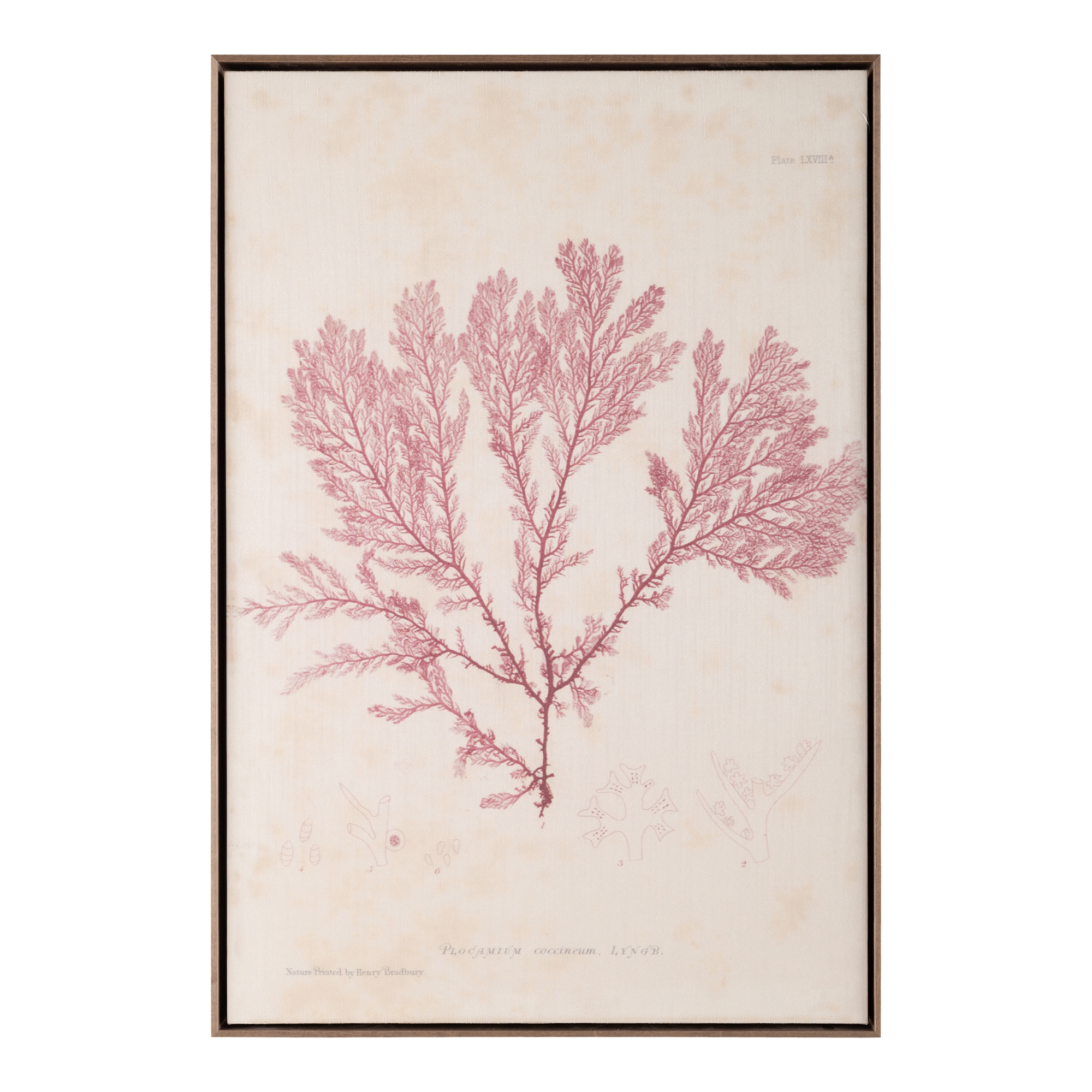 Henry Bradbury's Ocean Gardens: Plocamium