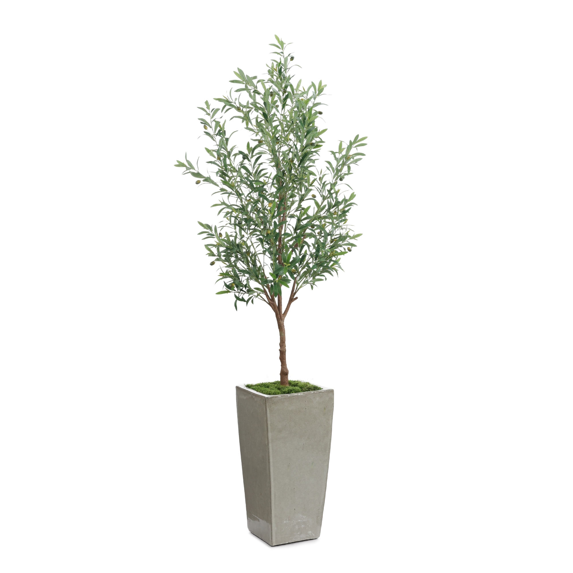 Garden Olive
