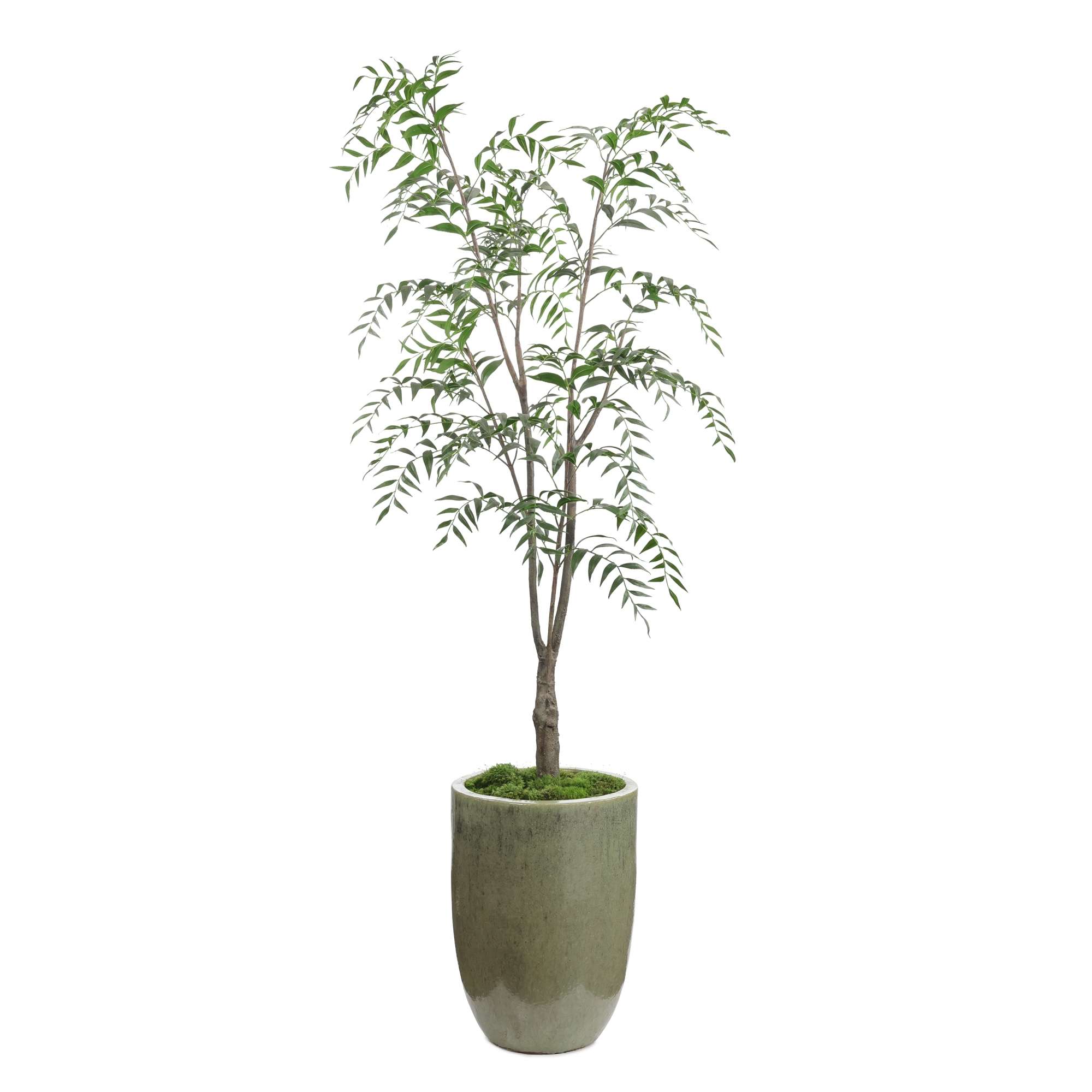 Southern Willow