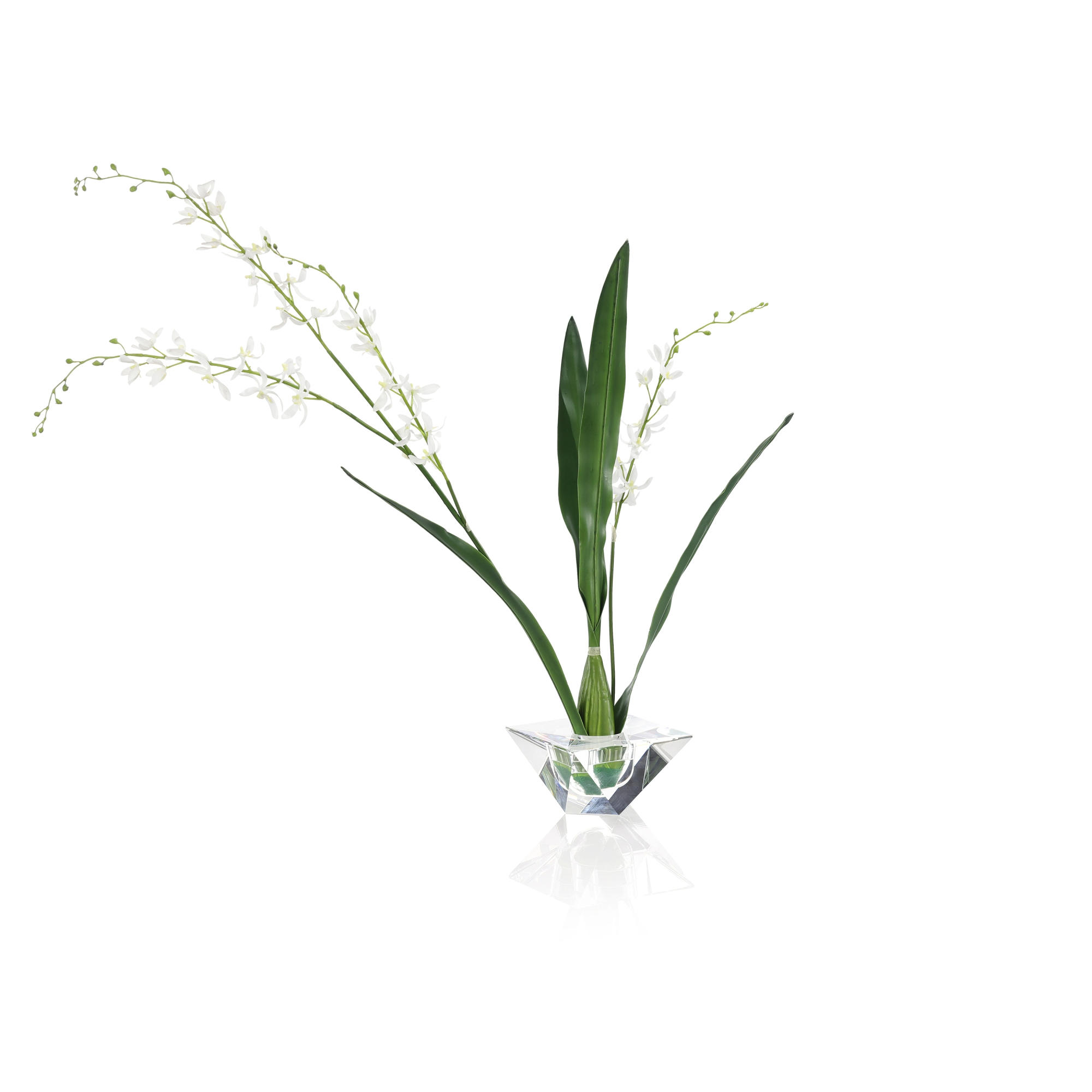 Graceful Cymbidium
