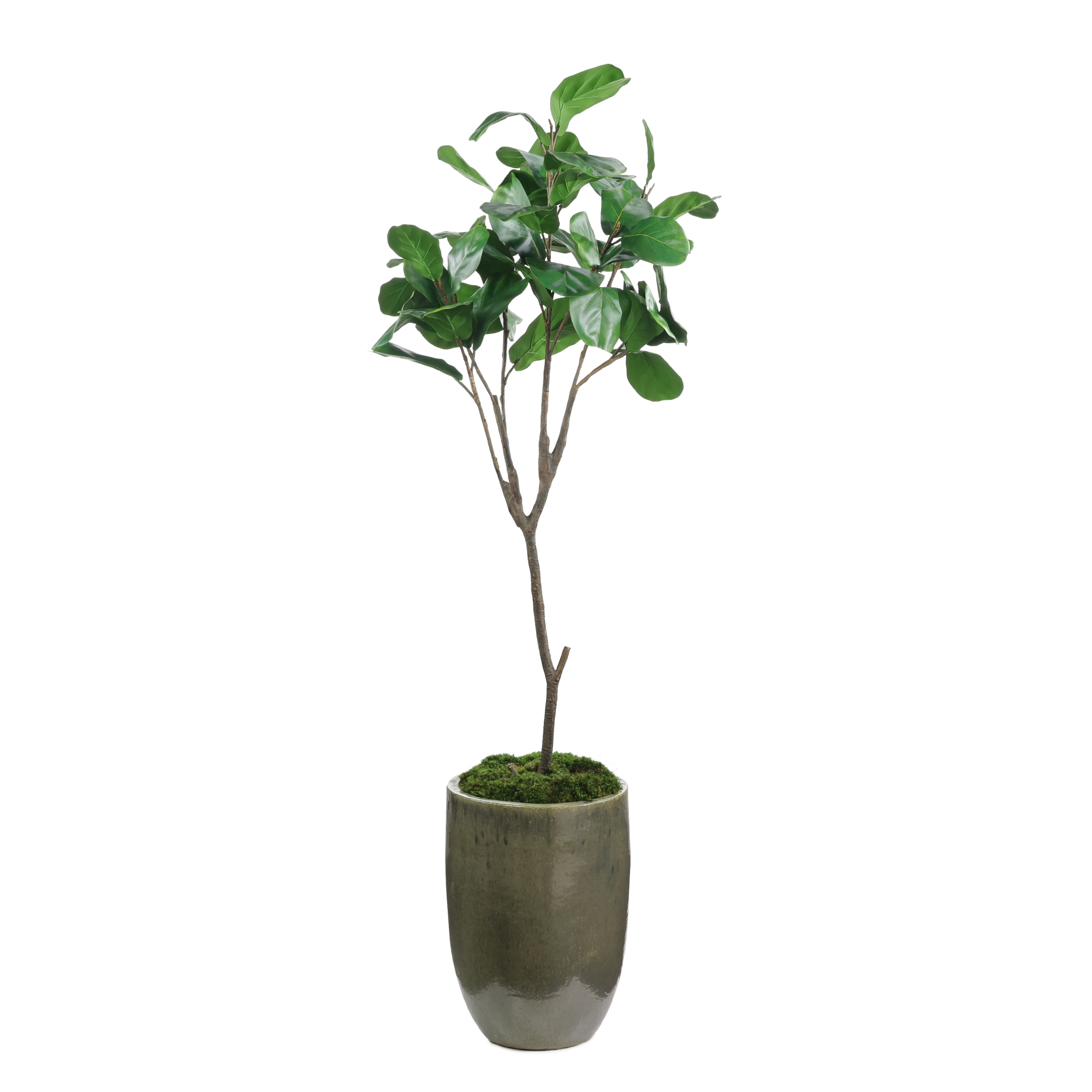 Mossy Green Fiddle Leaf Fig