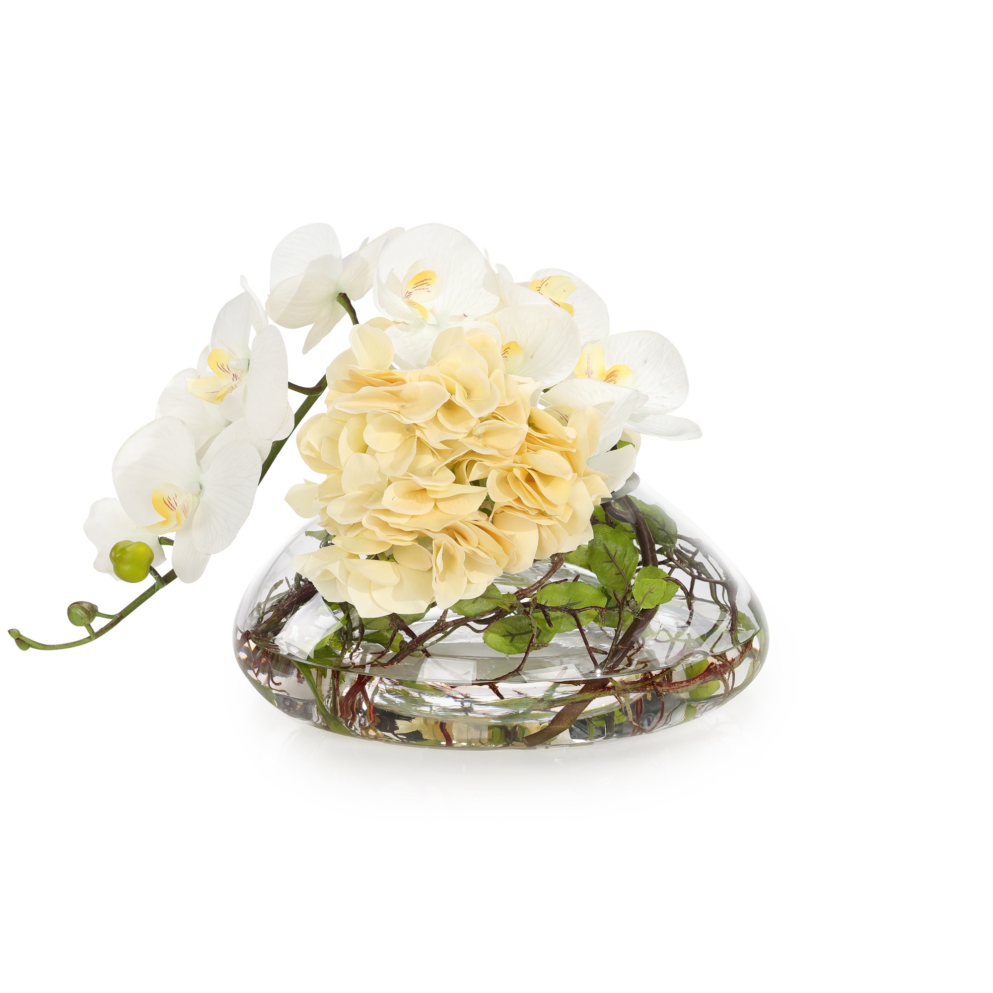 Golden Sun Hydrangeas